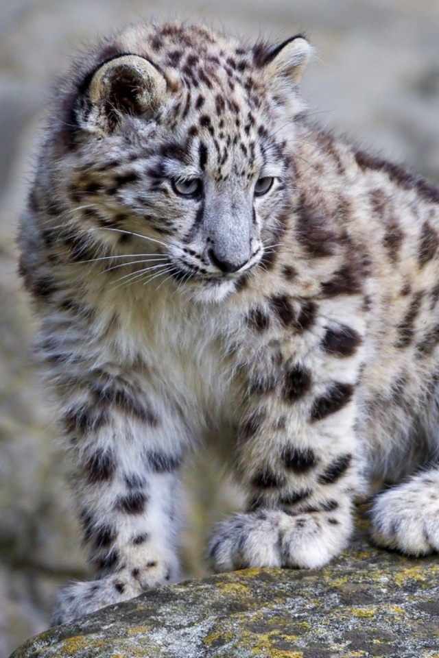 Download Now - Cute Baby Snow Leopard , HD Wallpaper & Backgrounds