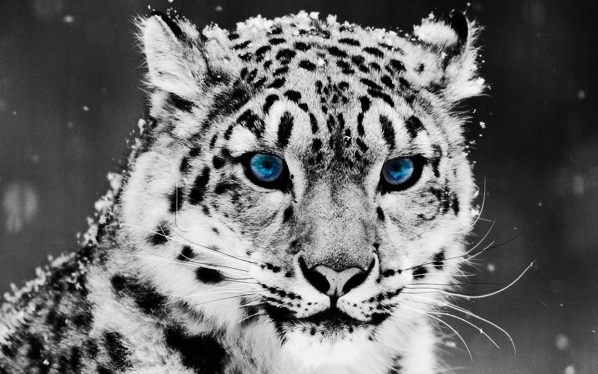 Baby Snow Leopard With Blue Eyes , HD Wallpaper & Backgrounds