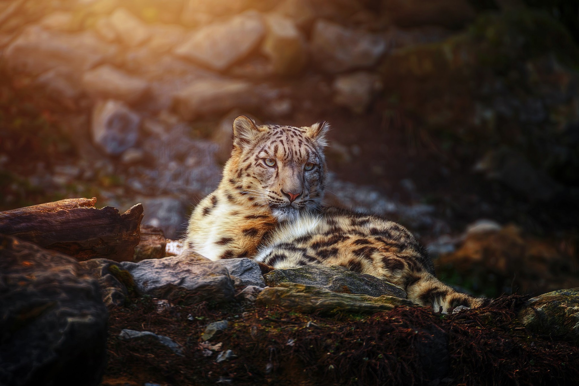 Leopard , HD Wallpaper & Backgrounds