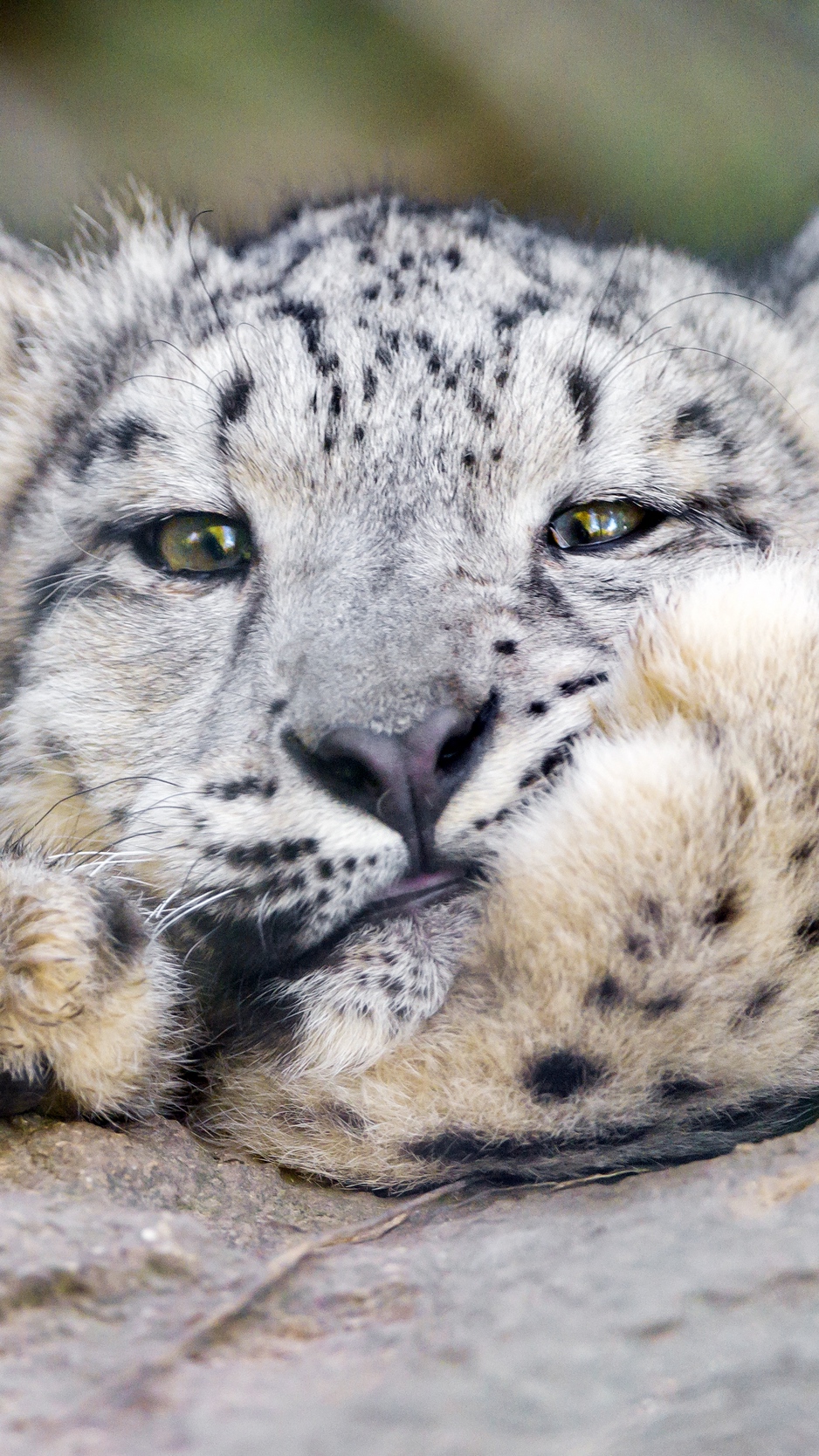 Wallpaper Snow Leopard, Big Cat, Leopard - Snow Leopard Desktop Background , HD Wallpaper & Backgrounds