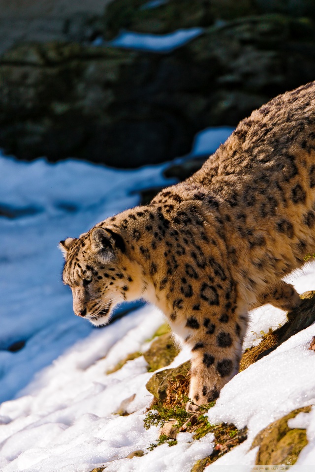 Mobile Hvga - Snow Leopard Wallpaper Hd , HD Wallpaper & Backgrounds