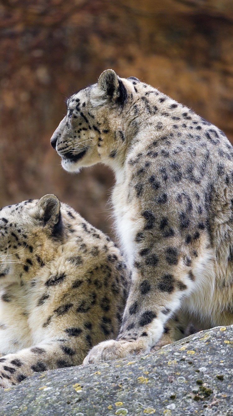 Predator Snow Leopard Wallpaper - Snow Leopard 4k , HD Wallpaper & Backgrounds