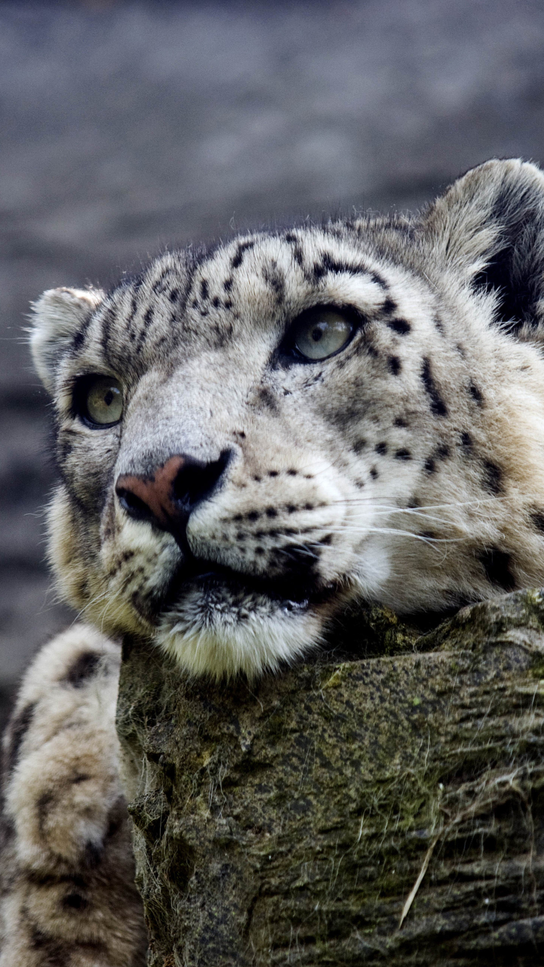 Snow Leopard Wallpapers Hd Pictures One Hd Wallpaper - Marwell Wildlife , HD Wallpaper & Backgrounds