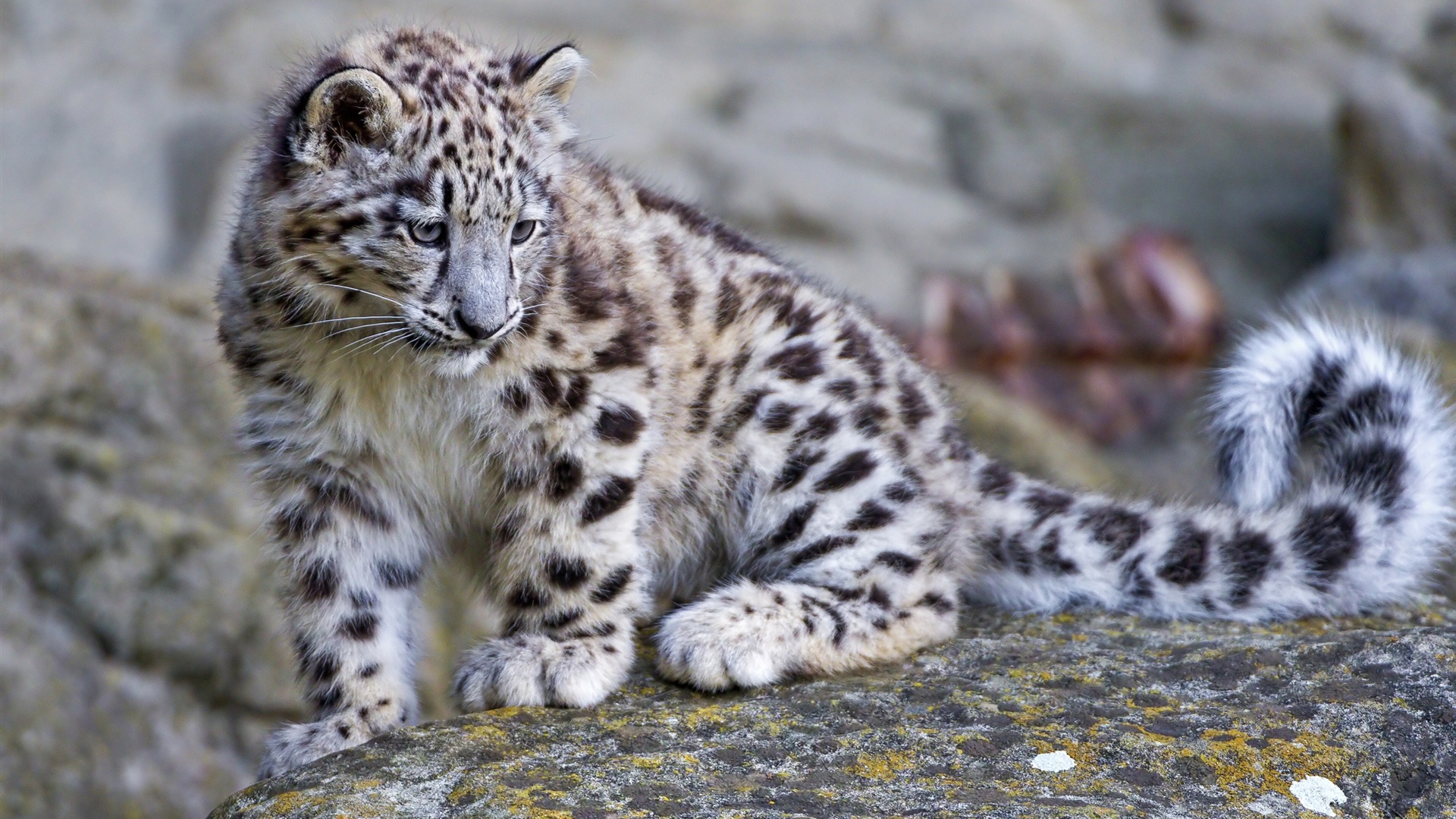 Baby Snow Leopard - Cute Baby Snow Leopard , HD Wallpaper & Backgrounds