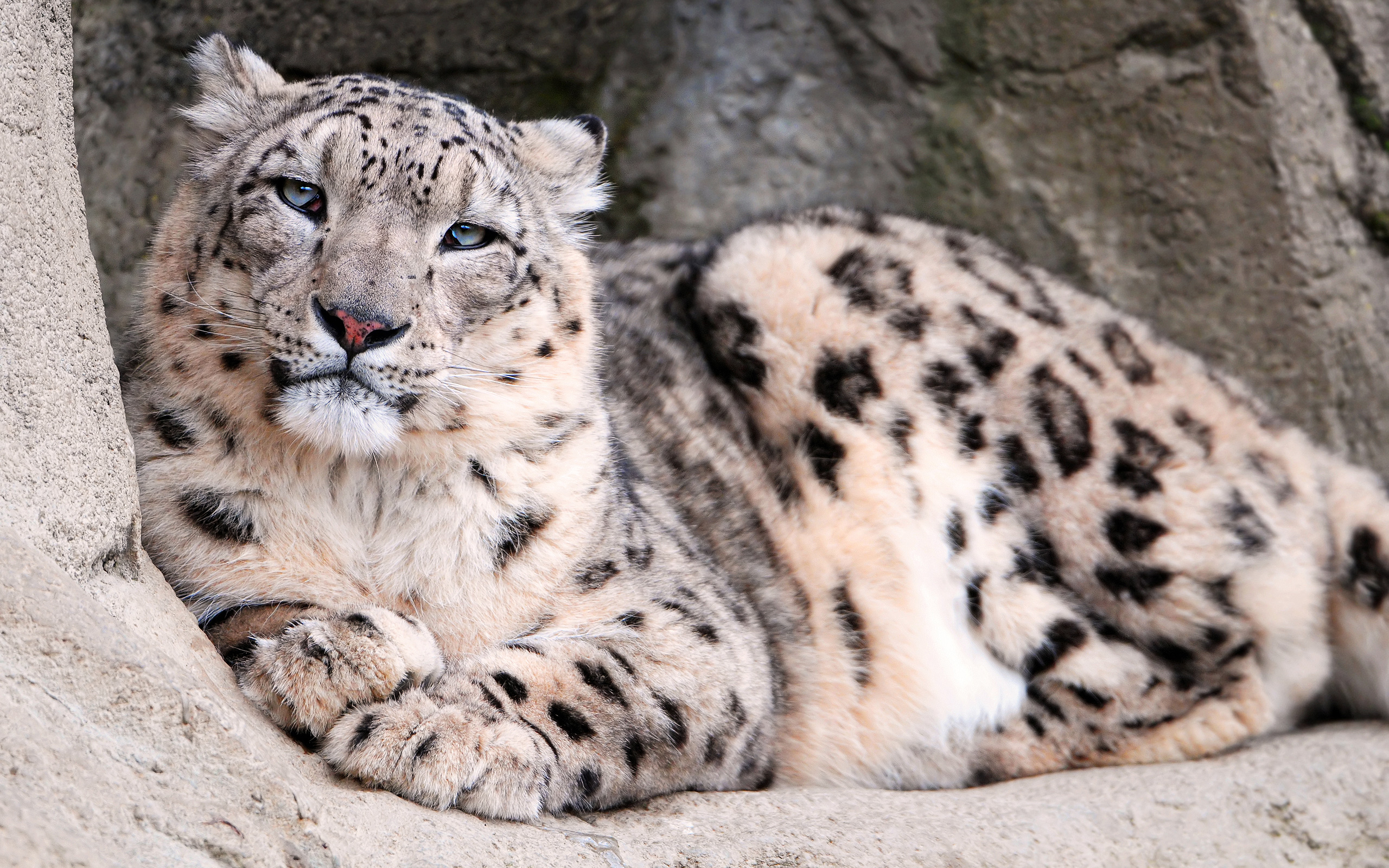 Snow Leopard Zoo , HD Wallpaper & Backgrounds