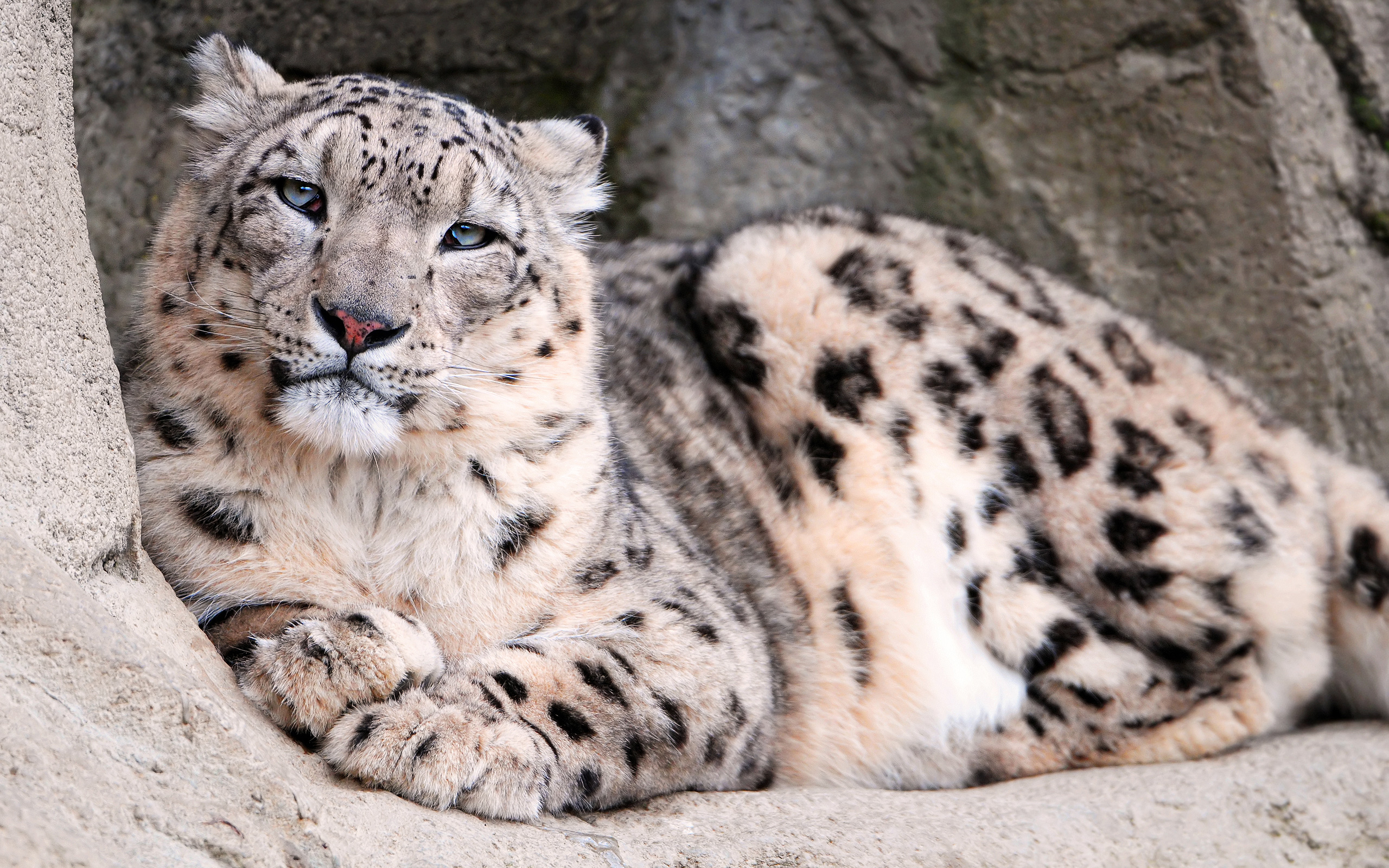 Snow Leopard Zoo 178 Hd Wallpaper Backgrounds Download