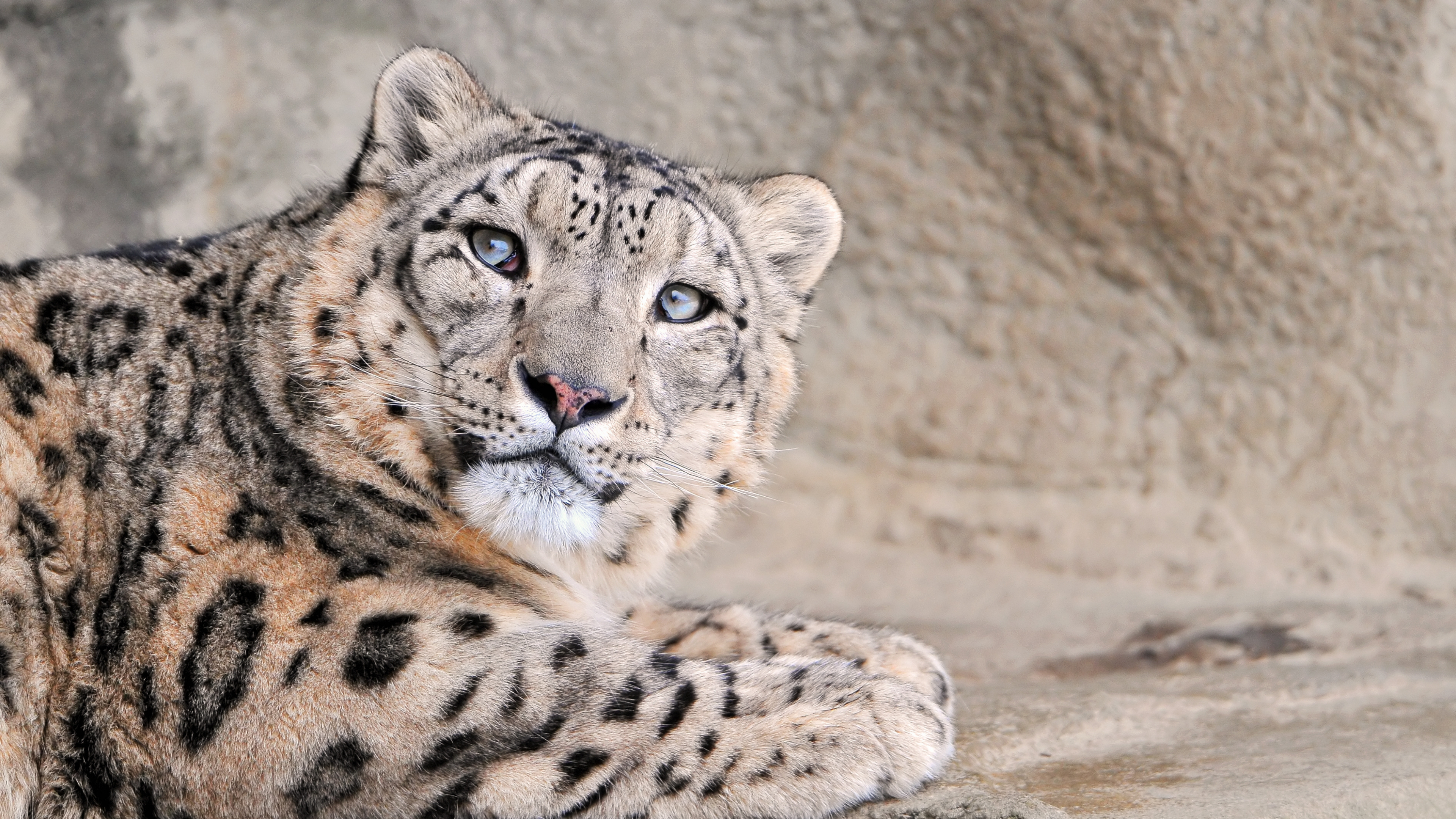 Mammal, Leopard, Snout, Wildlife, Snow Leopard Wallpaper - Snow Leopard , HD Wallpaper & Backgrounds