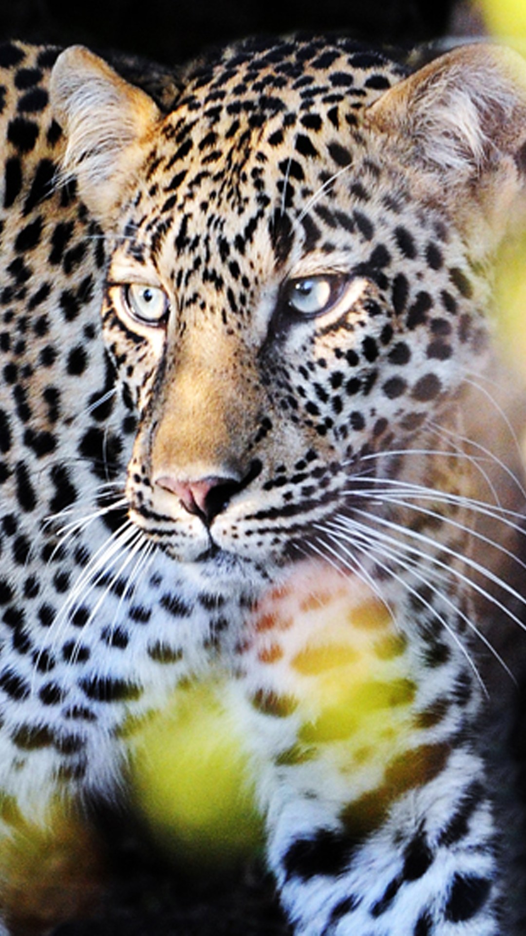 Leopard - Perfect Wallpaper For Android , HD Wallpaper & Backgrounds