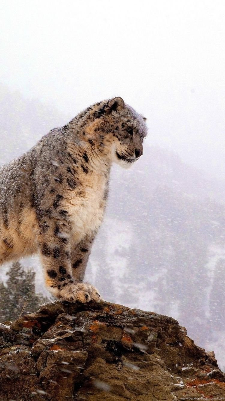 Iphone 6 Snow Leopard Wallpapers Hd, Desktop Backgrounds - Snow Leopard Iphone Background , HD Wallpaper & Backgrounds