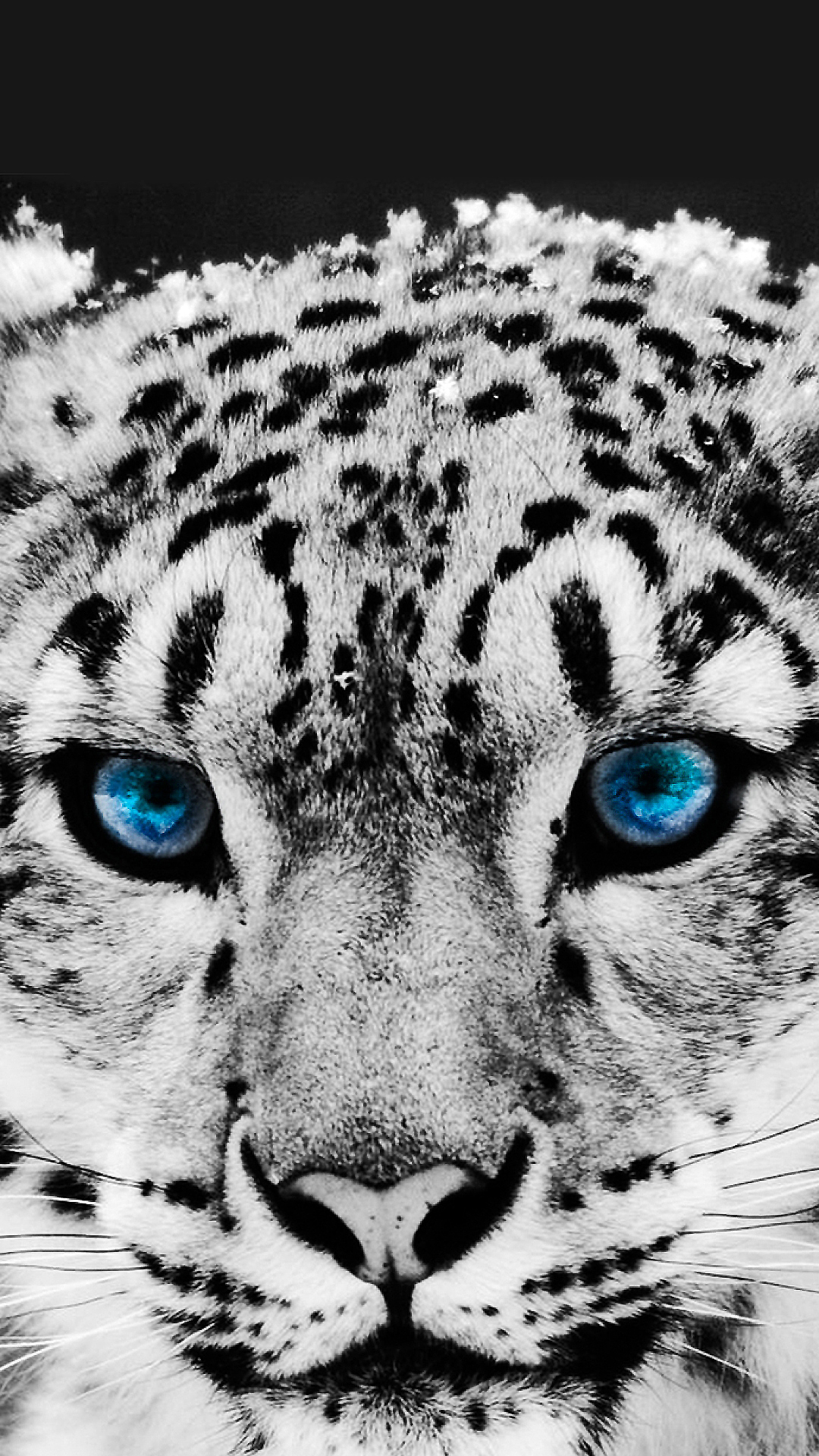 Download Snow Leopard Download Wallpaper - Snow Leopard Background Phone , HD Wallpaper & Backgrounds
