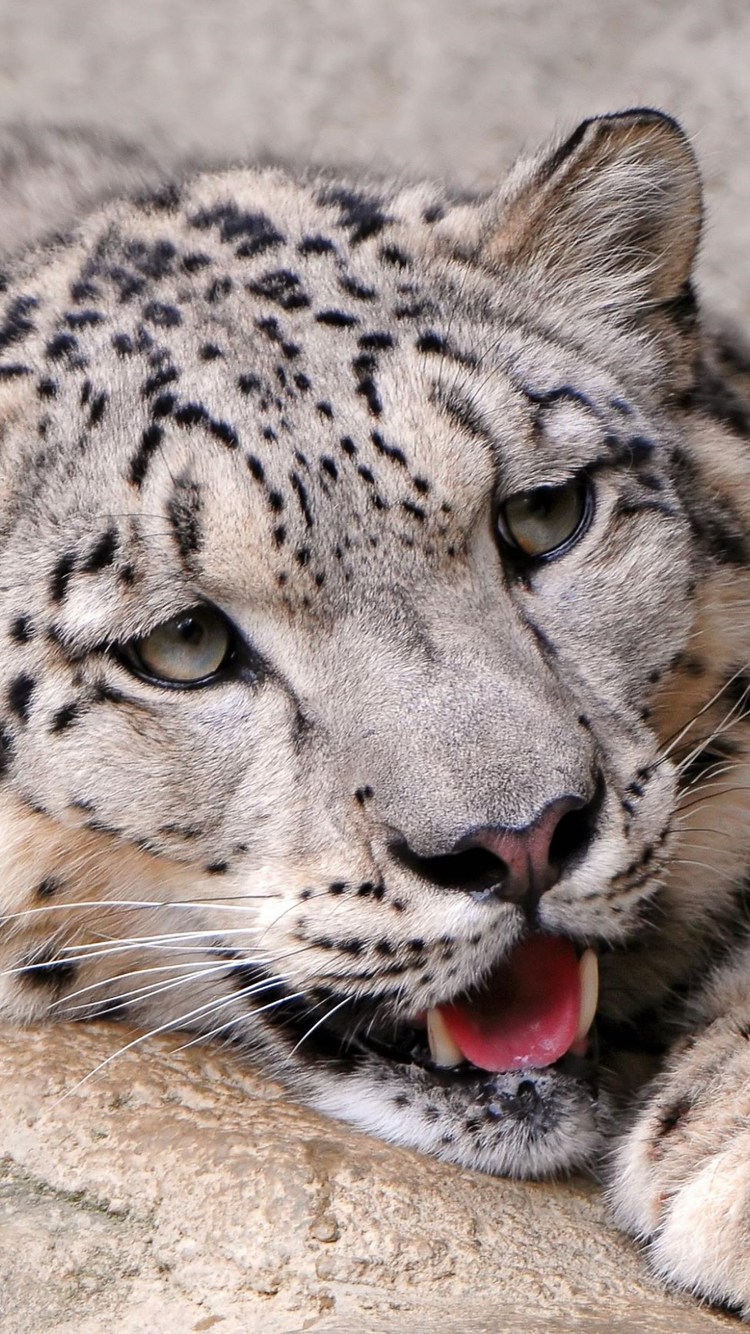 Snow Leopard - Snowleopard Wallpaper 1440p , HD Wallpaper & Backgrounds