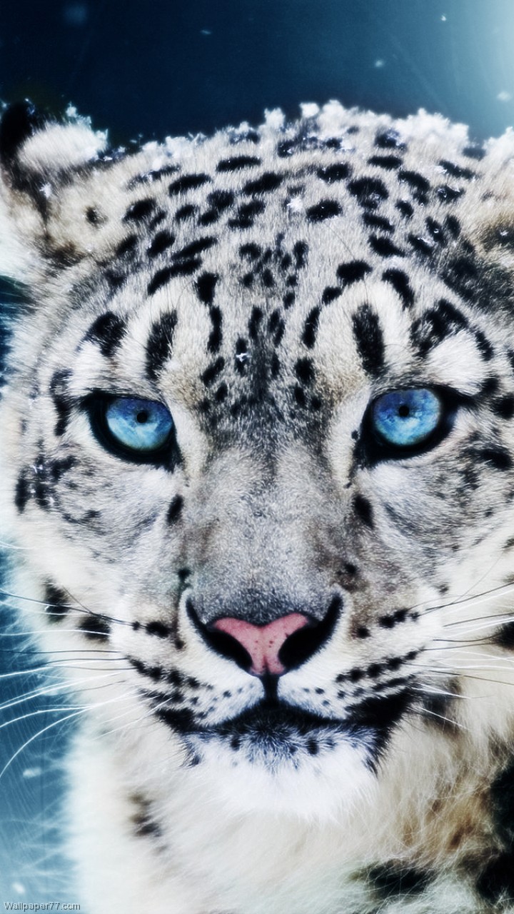 Clouded Leopard With Blue Eyes , HD Wallpaper & Backgrounds