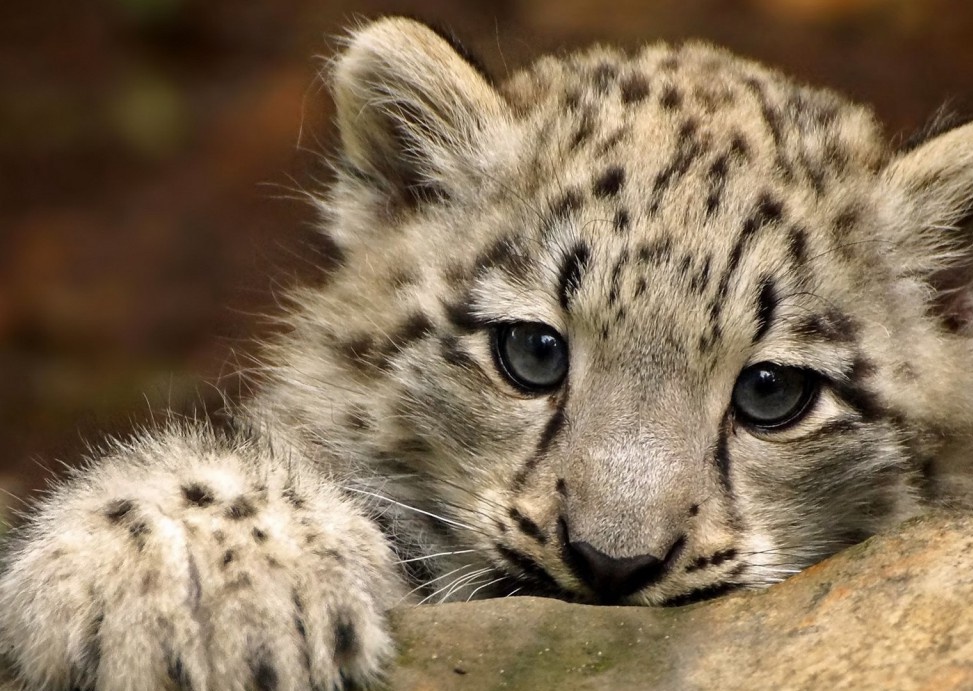 The - Snow Leopard , HD Wallpaper & Backgrounds
