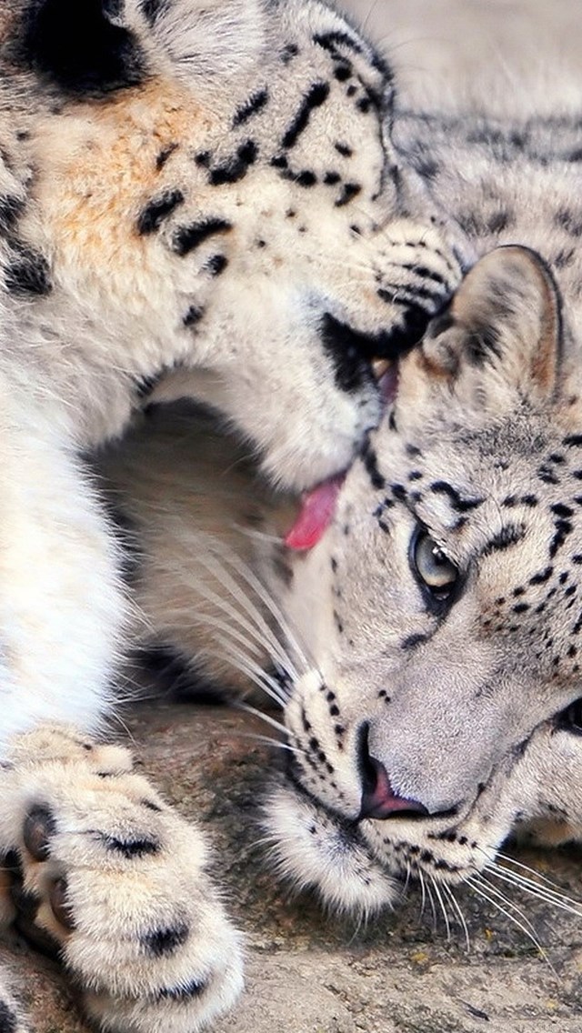 Download Iphone 5, Iphone 5s, Iphone 5c, Ipod Touch - Snow Leopards In Love , HD Wallpaper & Backgrounds