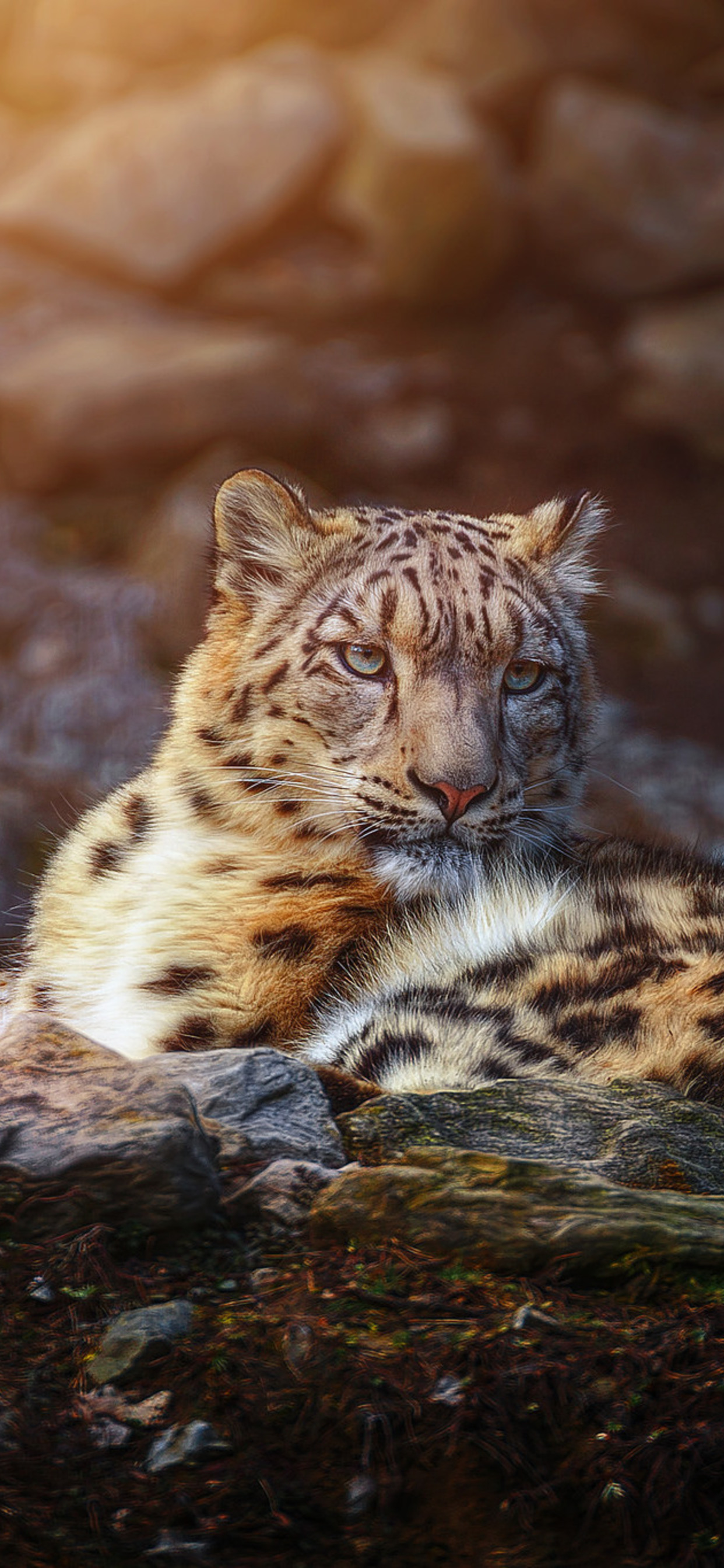 Leopard , HD Wallpaper & Backgrounds