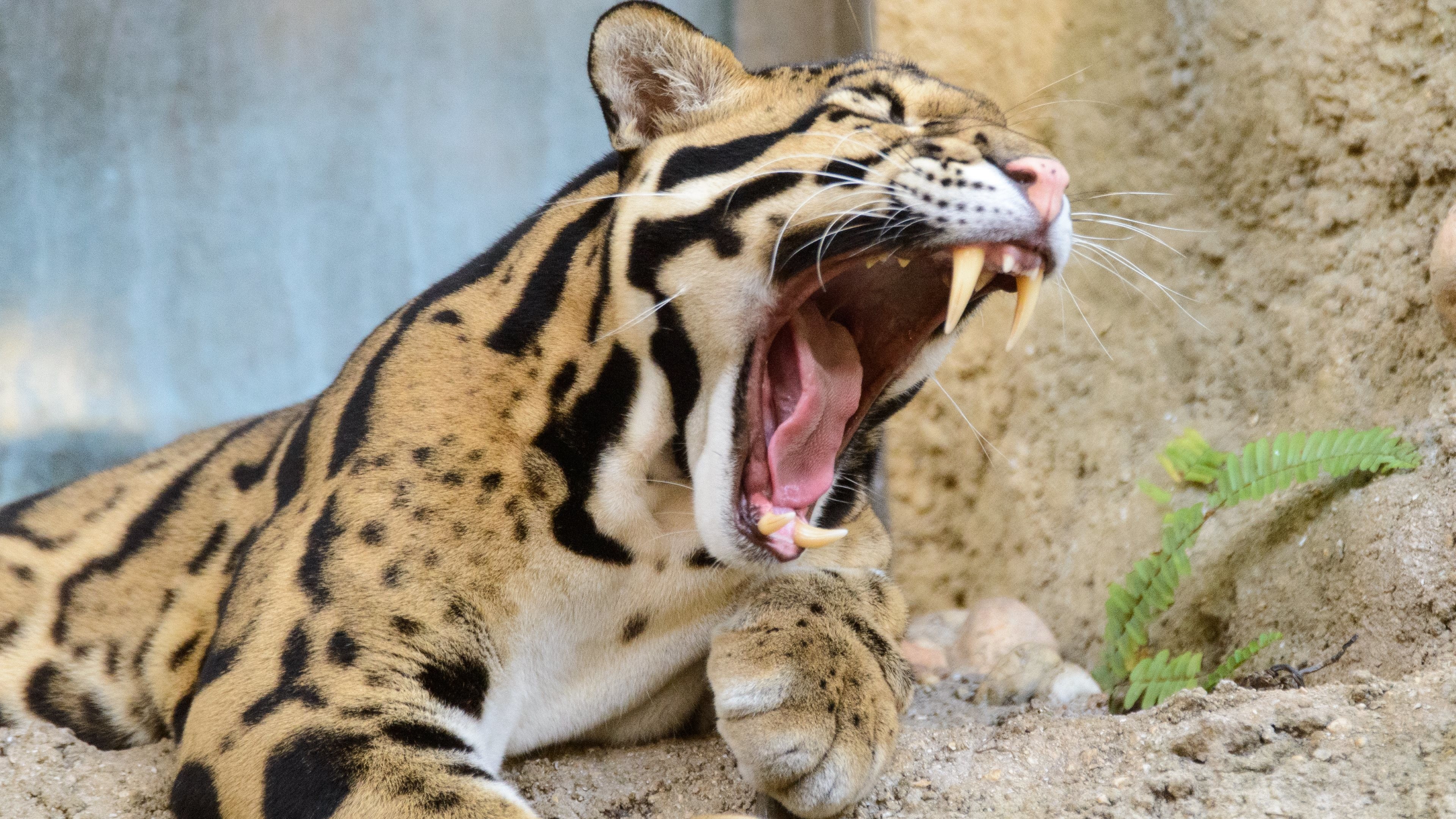 Snow Leopard - Ultra Hd 4k Animal , HD Wallpaper & Backgrounds