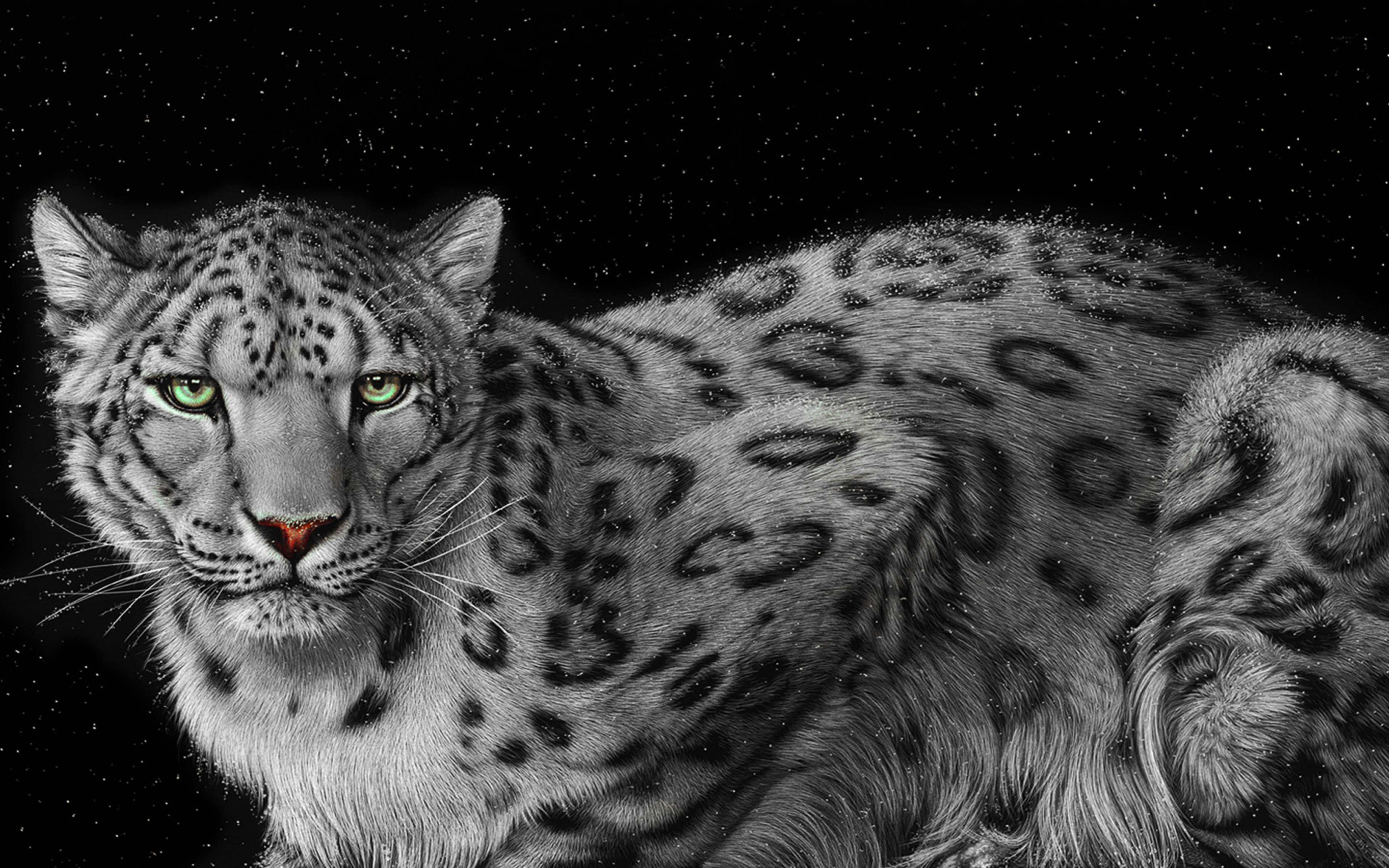 Snow Leopard Black Background , HD Wallpaper & Backgrounds