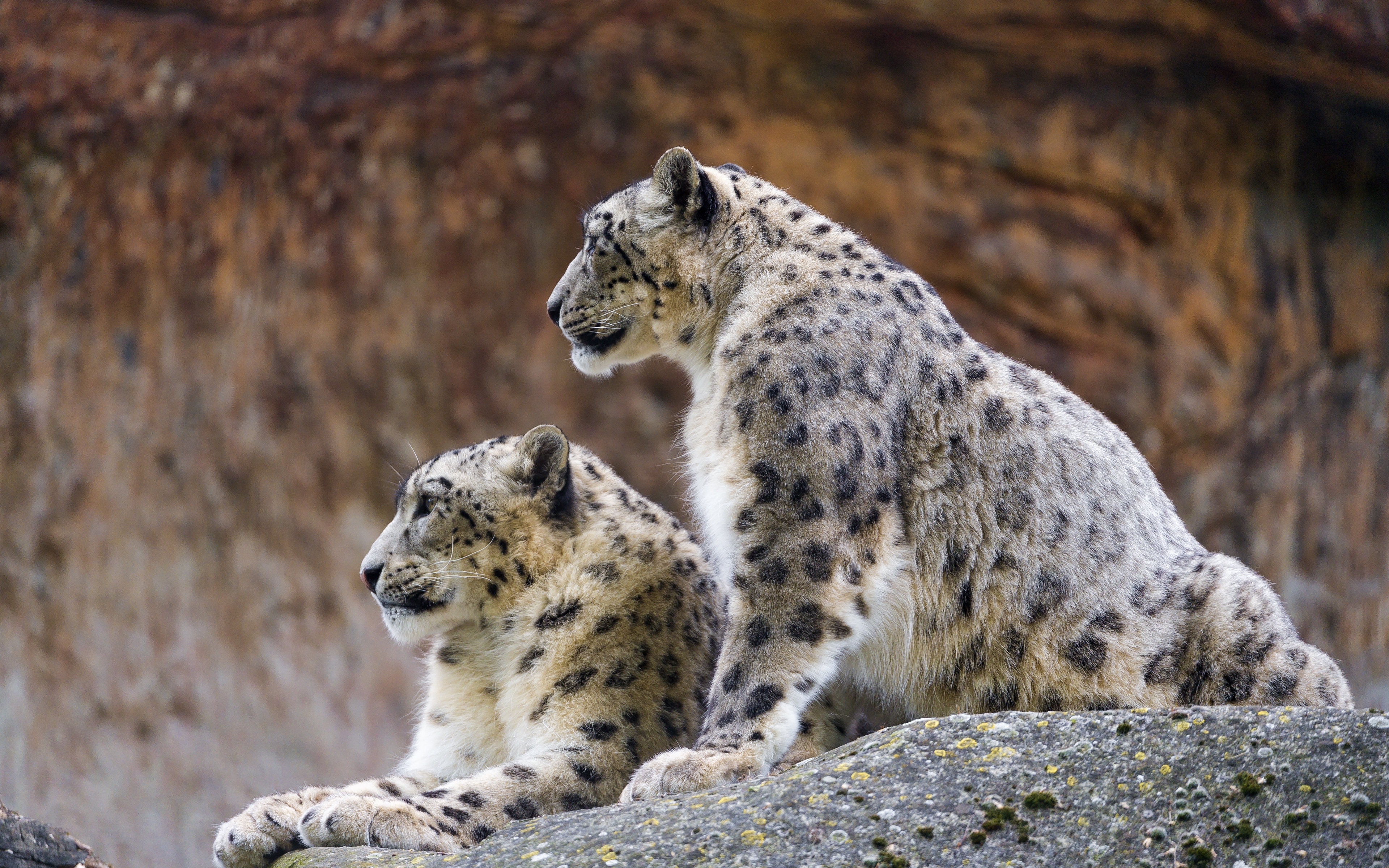 Wallpaper Snow Leopard, Irbis, Predator - Snow Leopard Wallpaper 4k , HD Wallpaper & Backgrounds