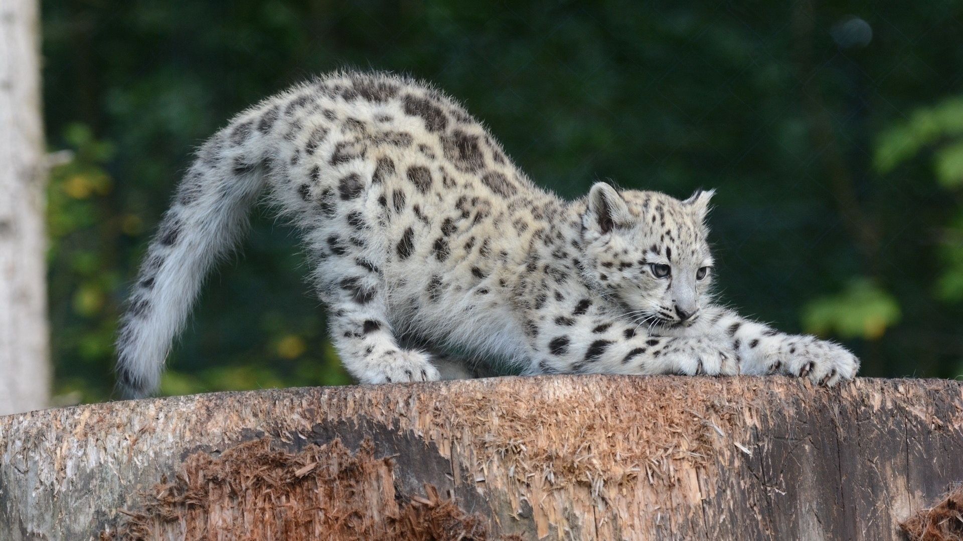 Snow Leopard Cute Cubs , HD Wallpaper & Backgrounds
