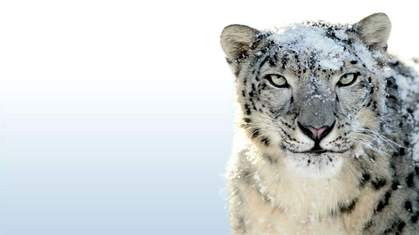 Mac Snow Leopard Wallpaper - Mac Os Snow Leopard Wallpaper Hd , HD Wallpaper & Backgrounds