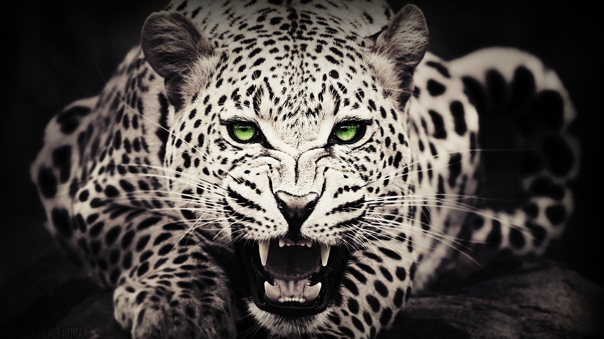 Leopard Backgrounds , HD Wallpaper & Backgrounds