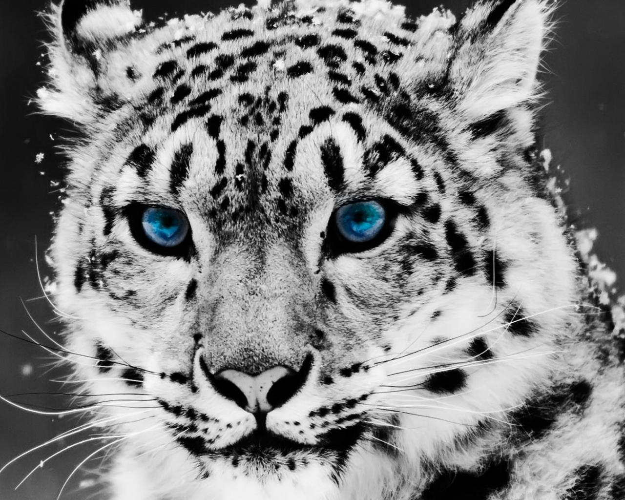 Snow Leopard Wallpaper Blue Eyes - Snow Leopard Coloring Pages Free , HD Wallpaper & Backgrounds