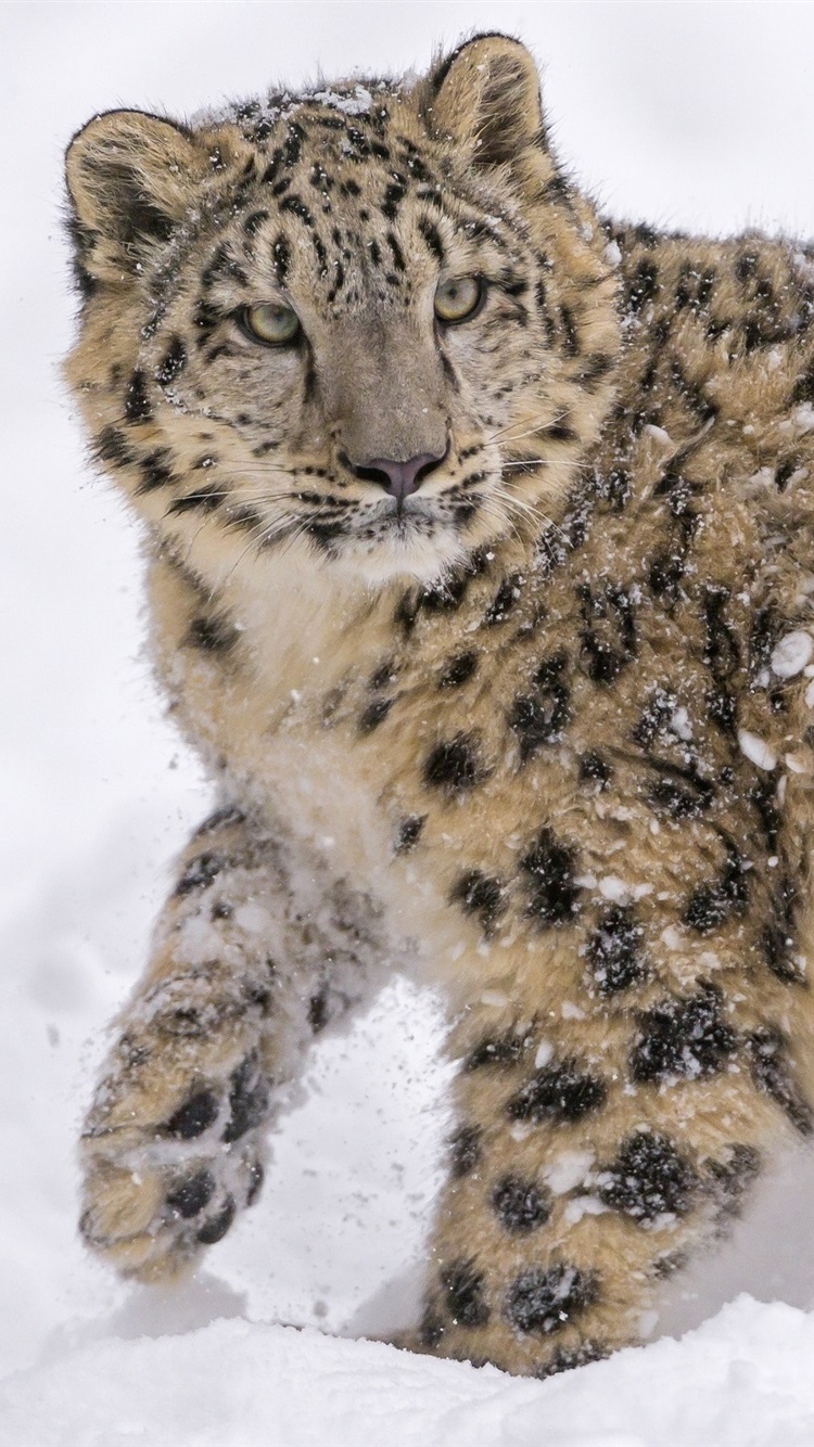 Snow Leopard Cute Wallpaper Iphone , HD Wallpaper & Backgrounds