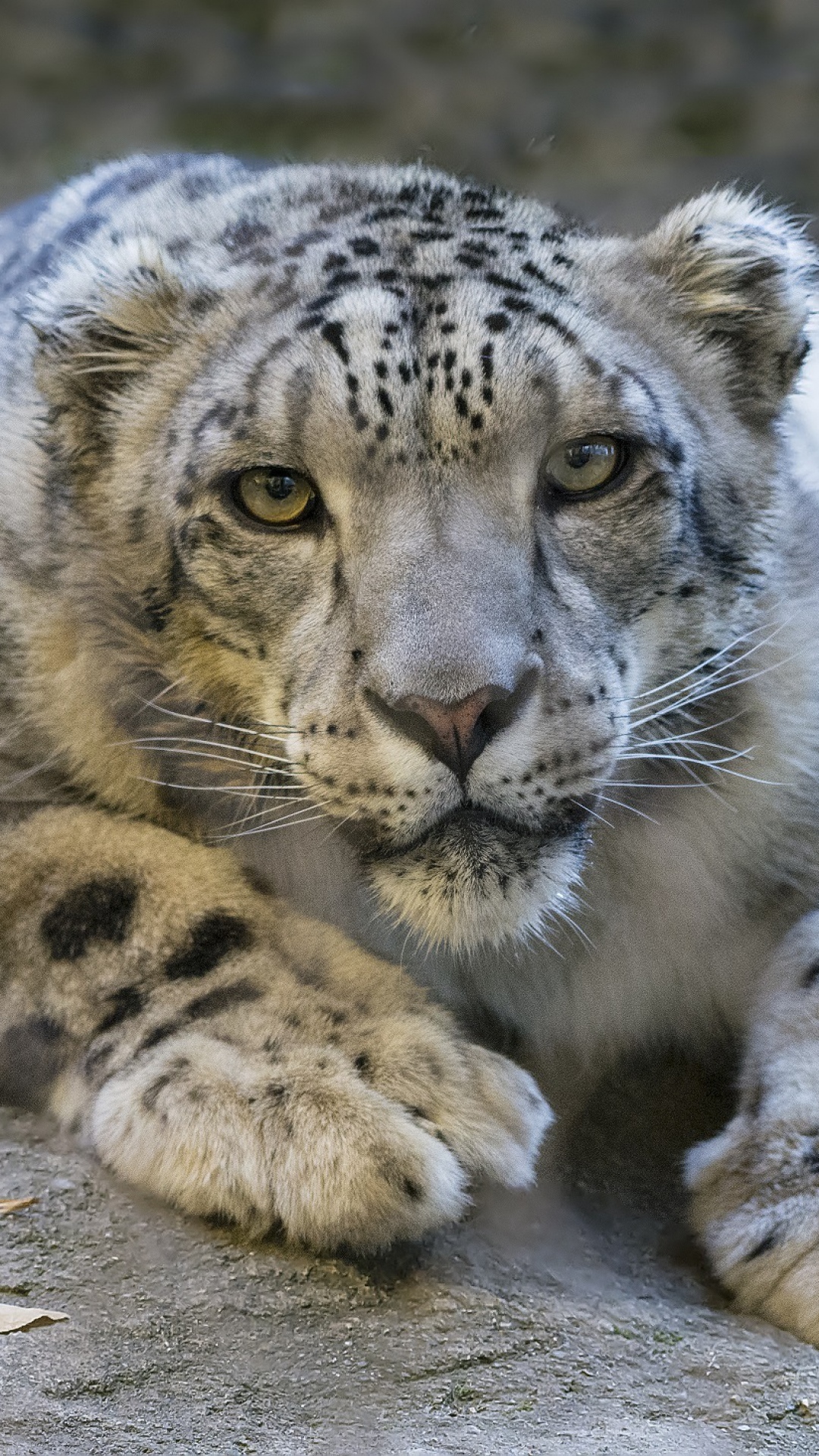 Snow Leopard , HD Wallpaper & Backgrounds