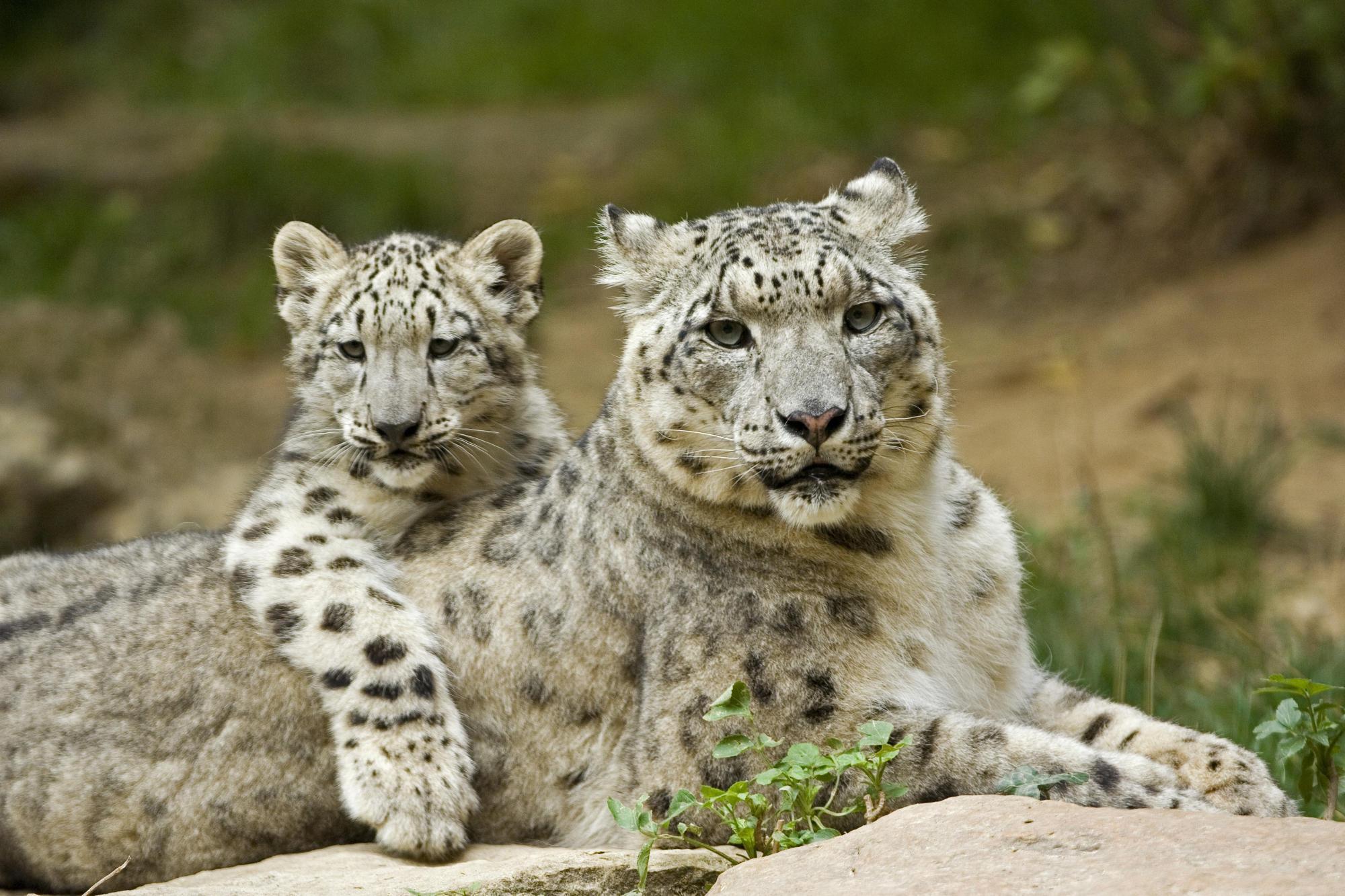 Snow Leopard Mother And Cub , HD Wallpaper & Backgrounds