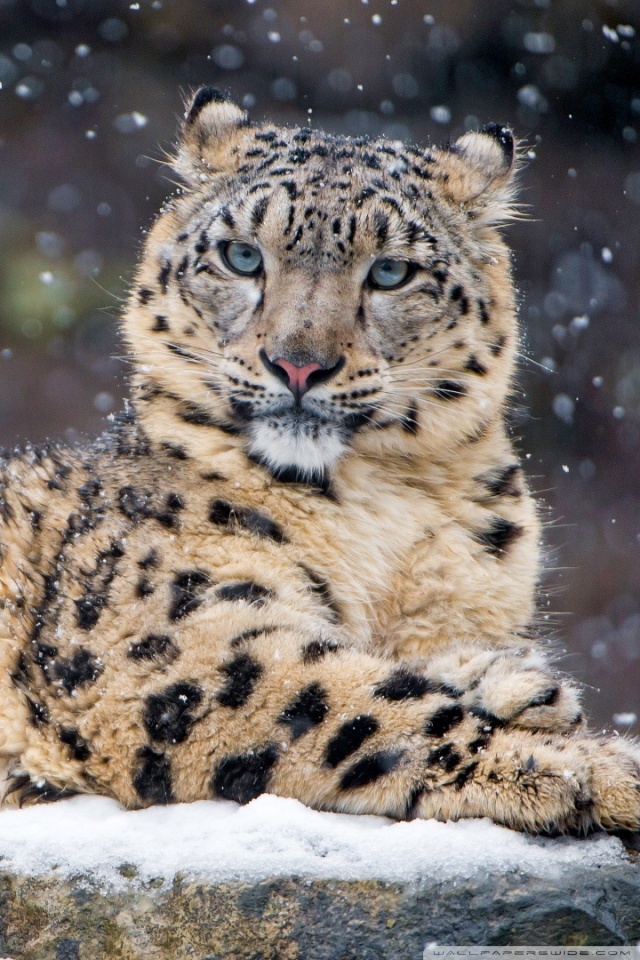 One Interesting Fact About Snow Leopards , HD Wallpaper & Backgrounds