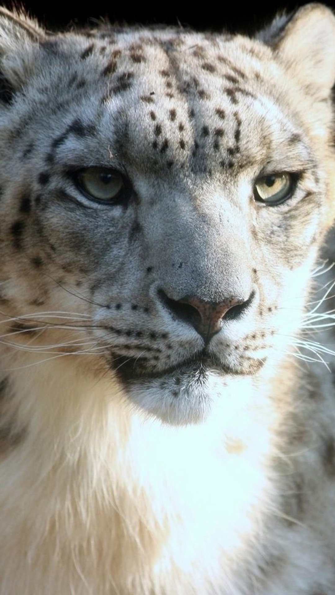 Snow Leopard , HD Wallpaper & Backgrounds
