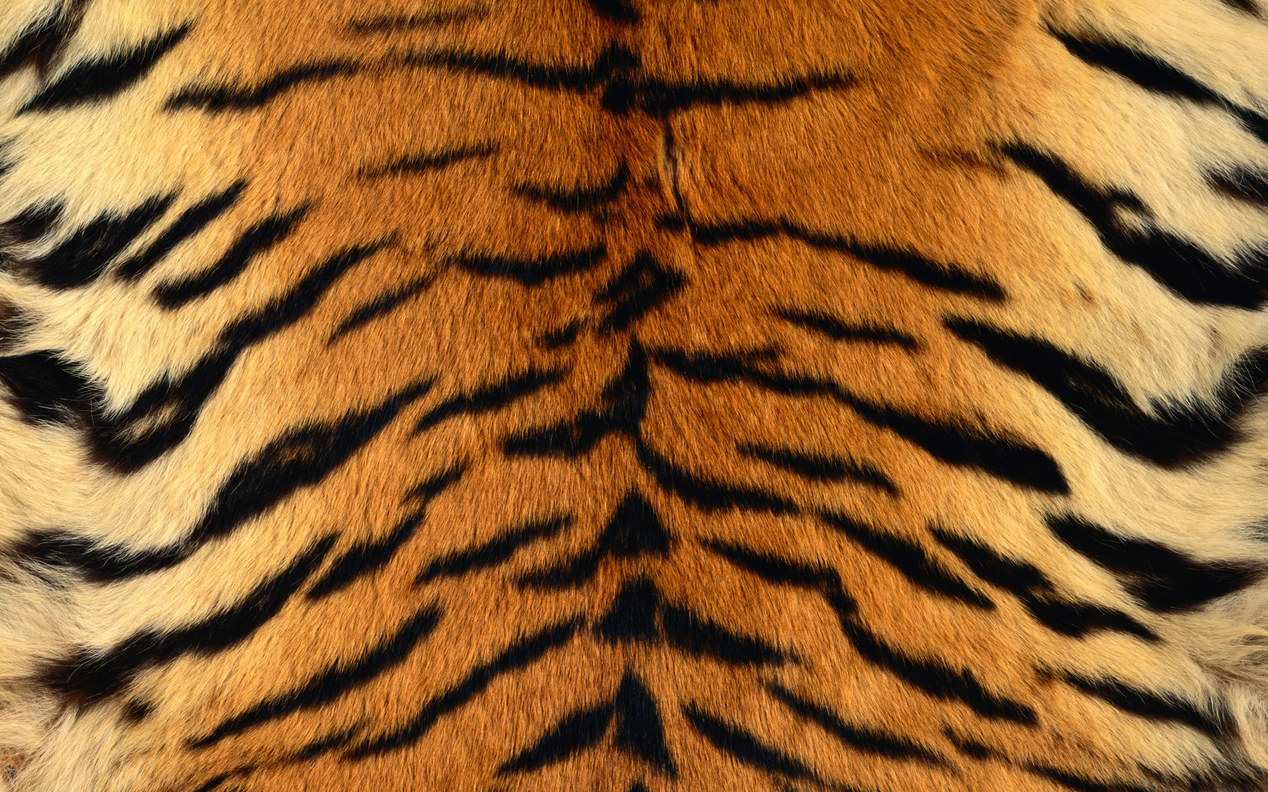 Big Cats, Leopard, Siberian Tiger, Animal Print, Pattern - Tiger Stripe Phone Background , HD Wallpaper & Backgrounds