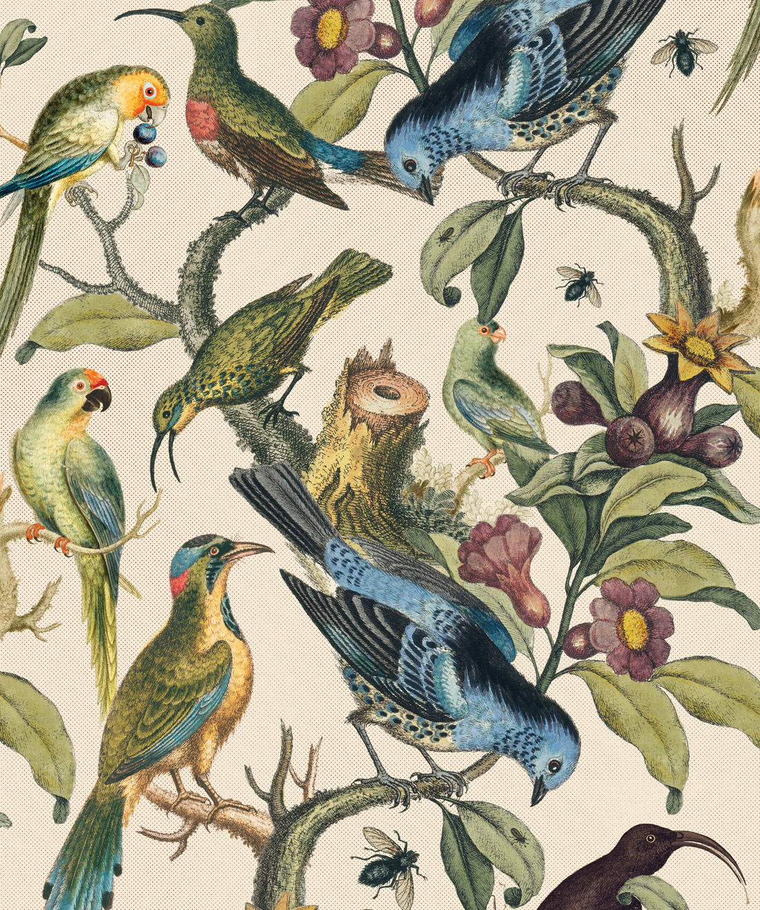 Ornithology Wallpaper - Bird Illustration , HD Wallpaper & Backgrounds