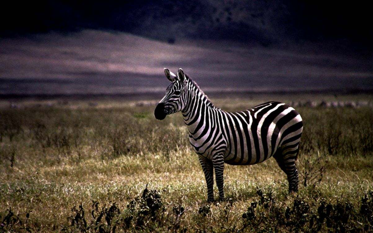 Wallpaper Blink Zebra Wallpaper Hd 6 1280 X 800 For - Zebra Desktop , HD Wallpaper & Backgrounds