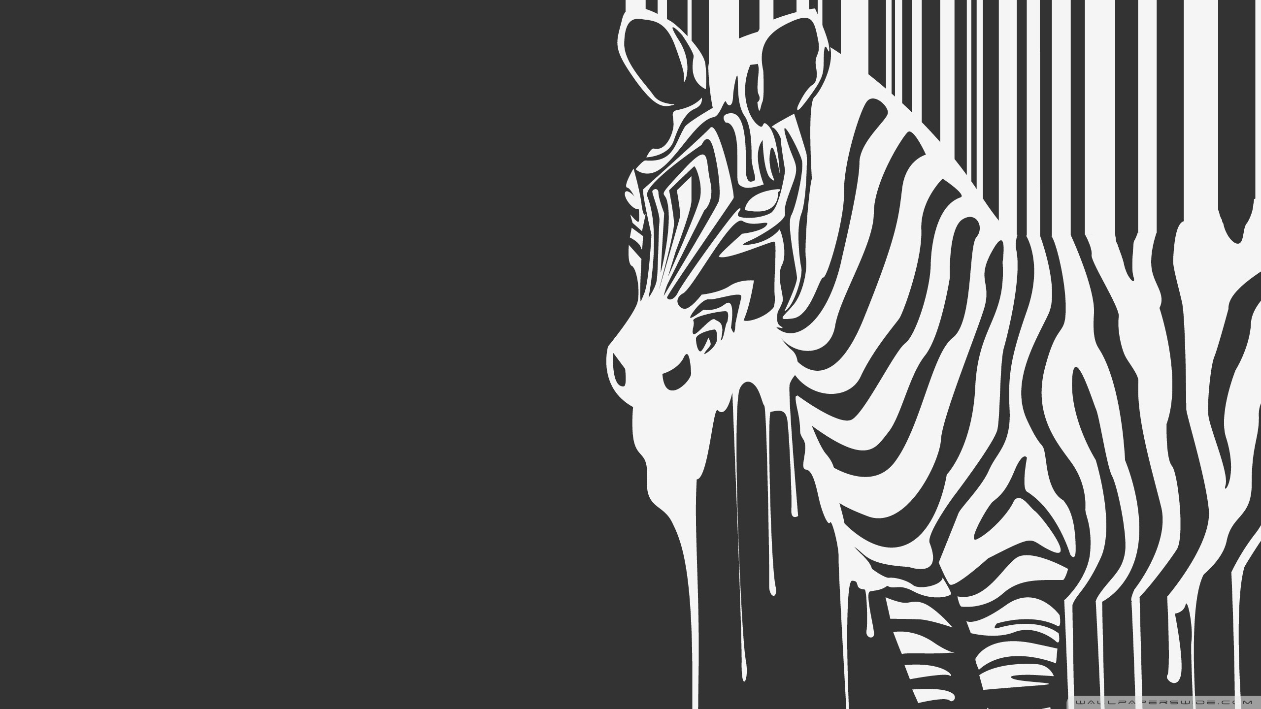 Standard - Hd Zebra , HD Wallpaper & Backgrounds