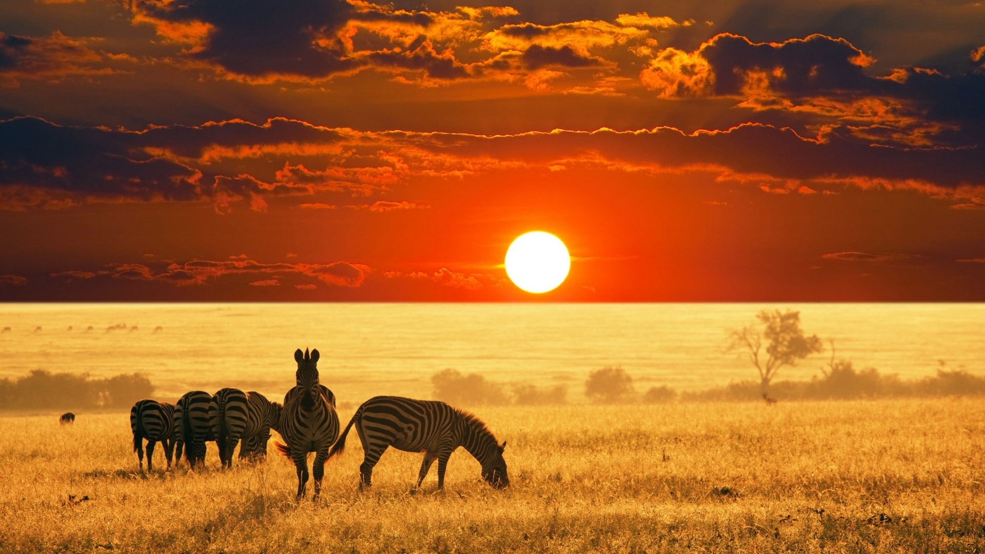 Sunset And Zebras Hd Wallpaper - Safari Africa Hd , HD Wallpaper & Backgrounds