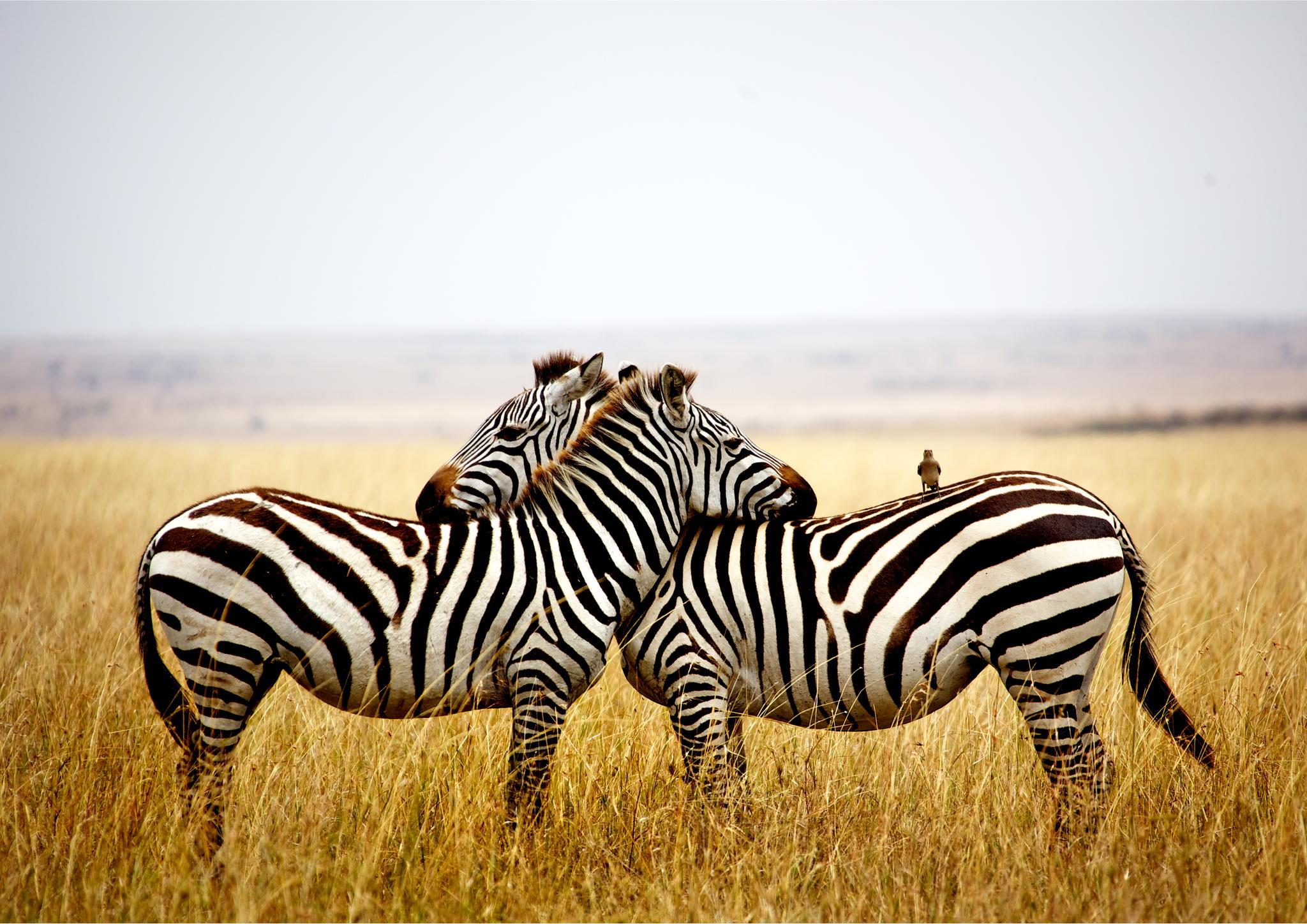 Zebra - Zebra Hug , HD Wallpaper & Backgrounds