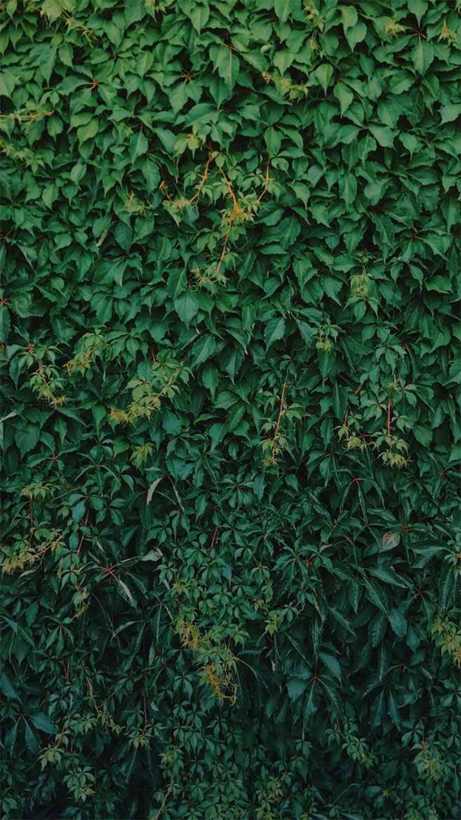 Tropical Leaves, Botanicals, Leaf Phone Wallpaper - Phone Wallpaper Tropical , HD Wallpaper & Backgrounds