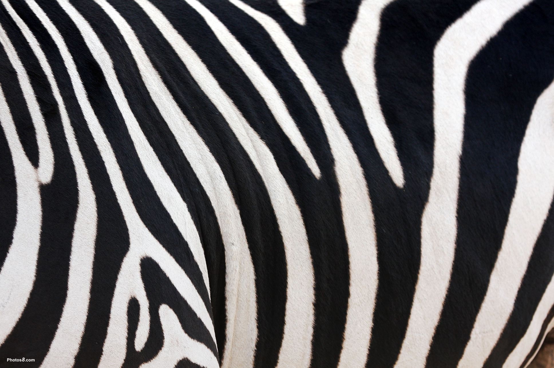 Zebra Print Wallpaper Hd - Zebra Skin , HD Wallpaper & Backgrounds