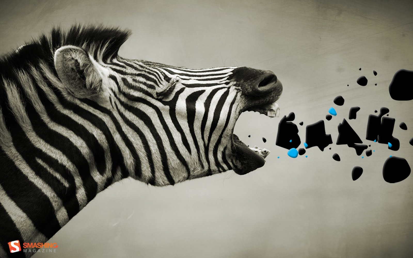 Funny Zebra Face Desktop Wallpaper - Zebra 4k , HD Wallpaper & Backgrounds