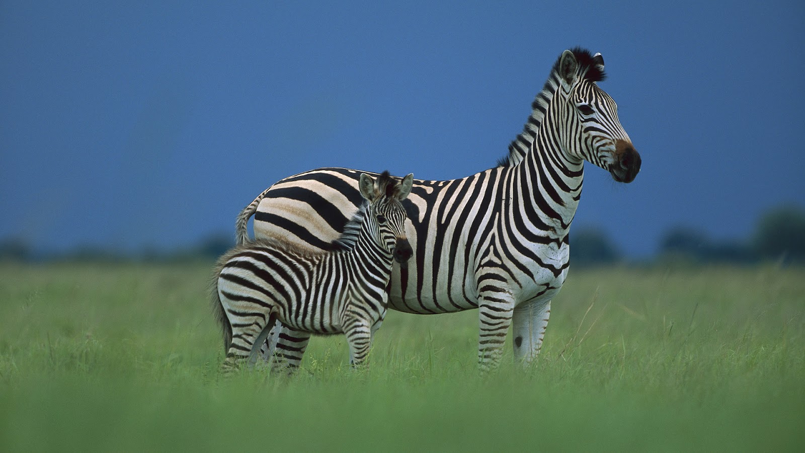 Zebra Hd Wallpaper - Zebra In A Field , HD Wallpaper & Backgrounds