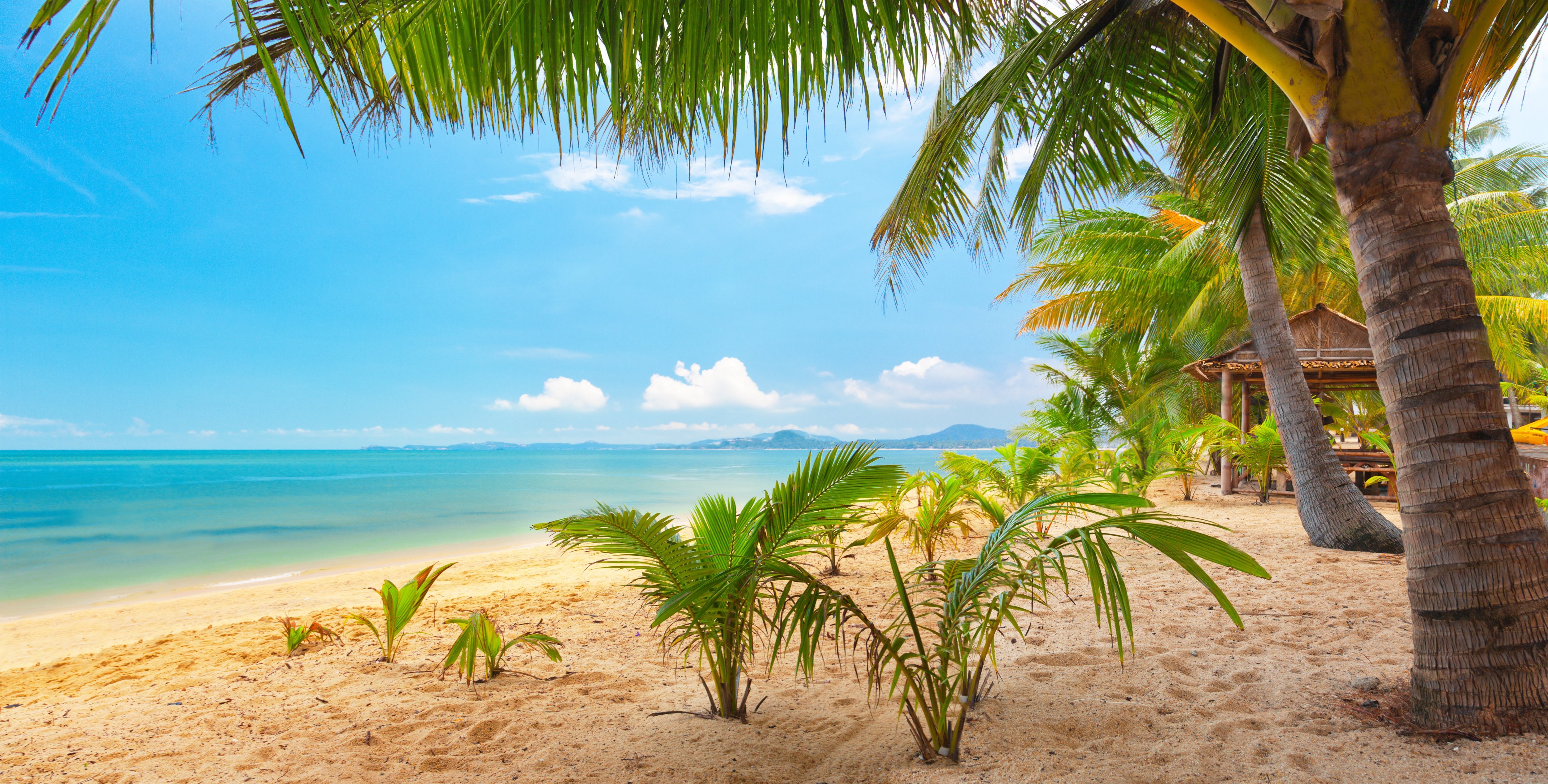 Trees, High Definiton, Palm,sand, Sky, Landscape, Beautiful, - Palm Trees , HD Wallpaper & Backgrounds