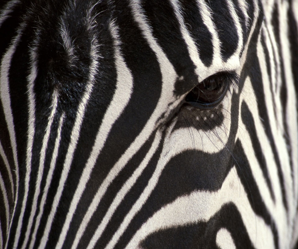 Amazing Zebra Wallpaper - Zebra Eye , HD Wallpaper & Backgrounds