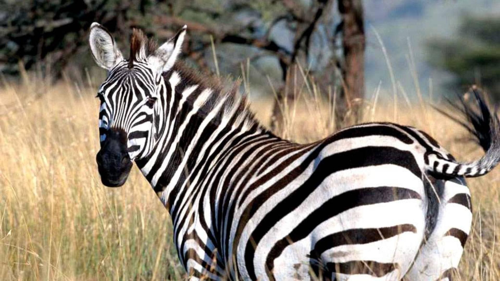 Animals Zebra Wallpaper Hd Desktop Wallpapers Hd Images - Animals Zebra , HD Wallpaper & Backgrounds