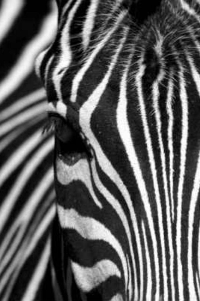Real Zebra Stripes , HD Wallpaper & Backgrounds