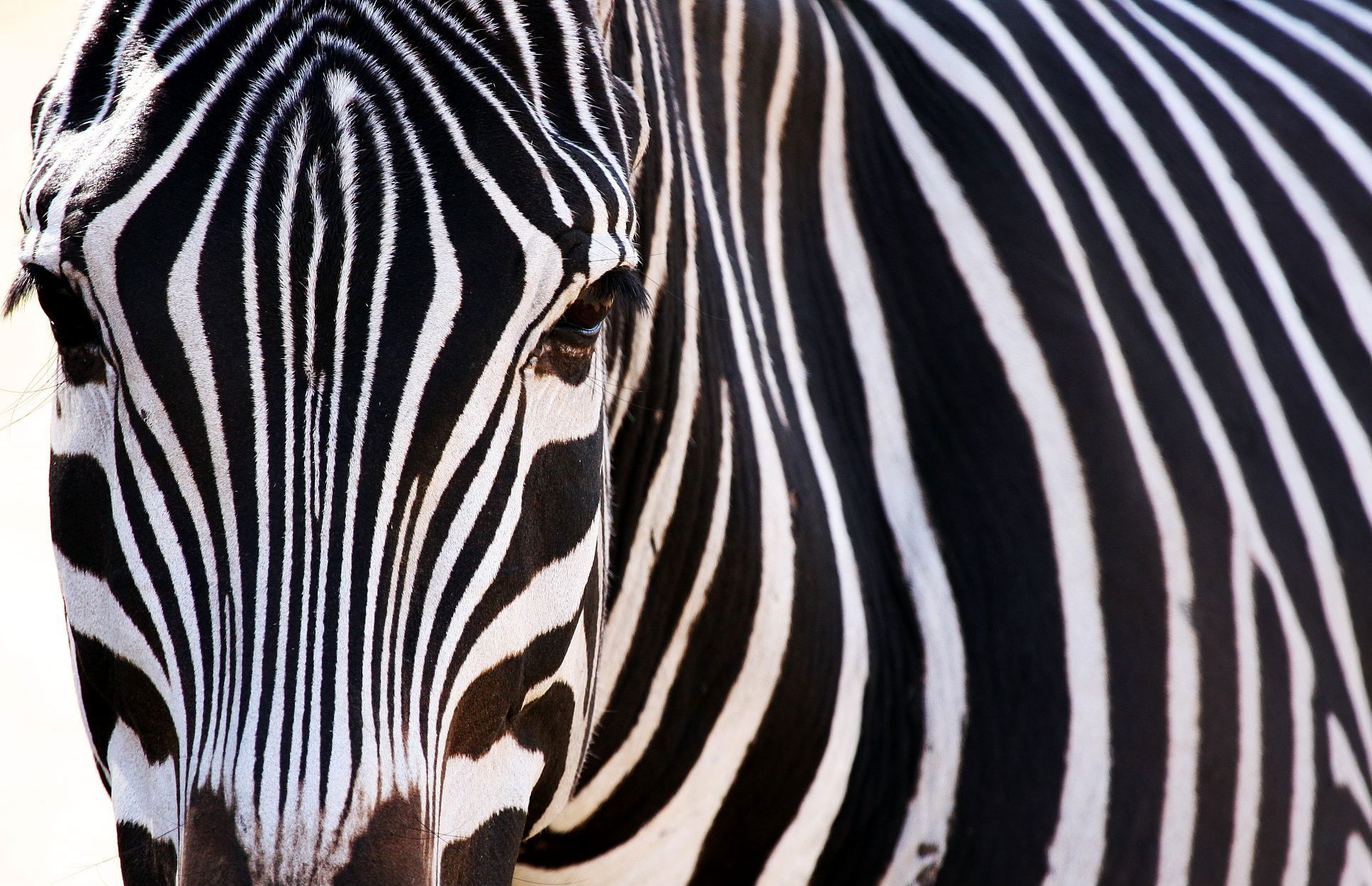 Zebra Wallpapers Hd Backgrounds Images Pictures - Zebra Desktop , HD Wallpaper & Backgrounds