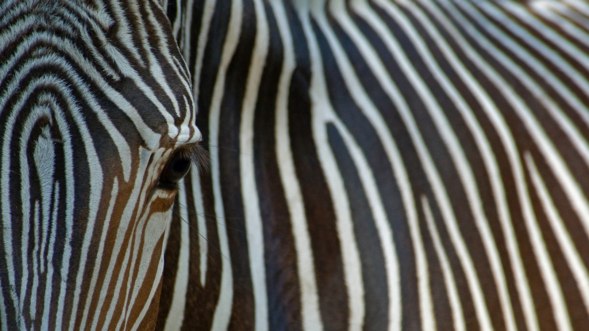 Grevys Zebra - Close Up View Of An Endangered Grevy's Zebra , HD Wallpaper & Backgrounds