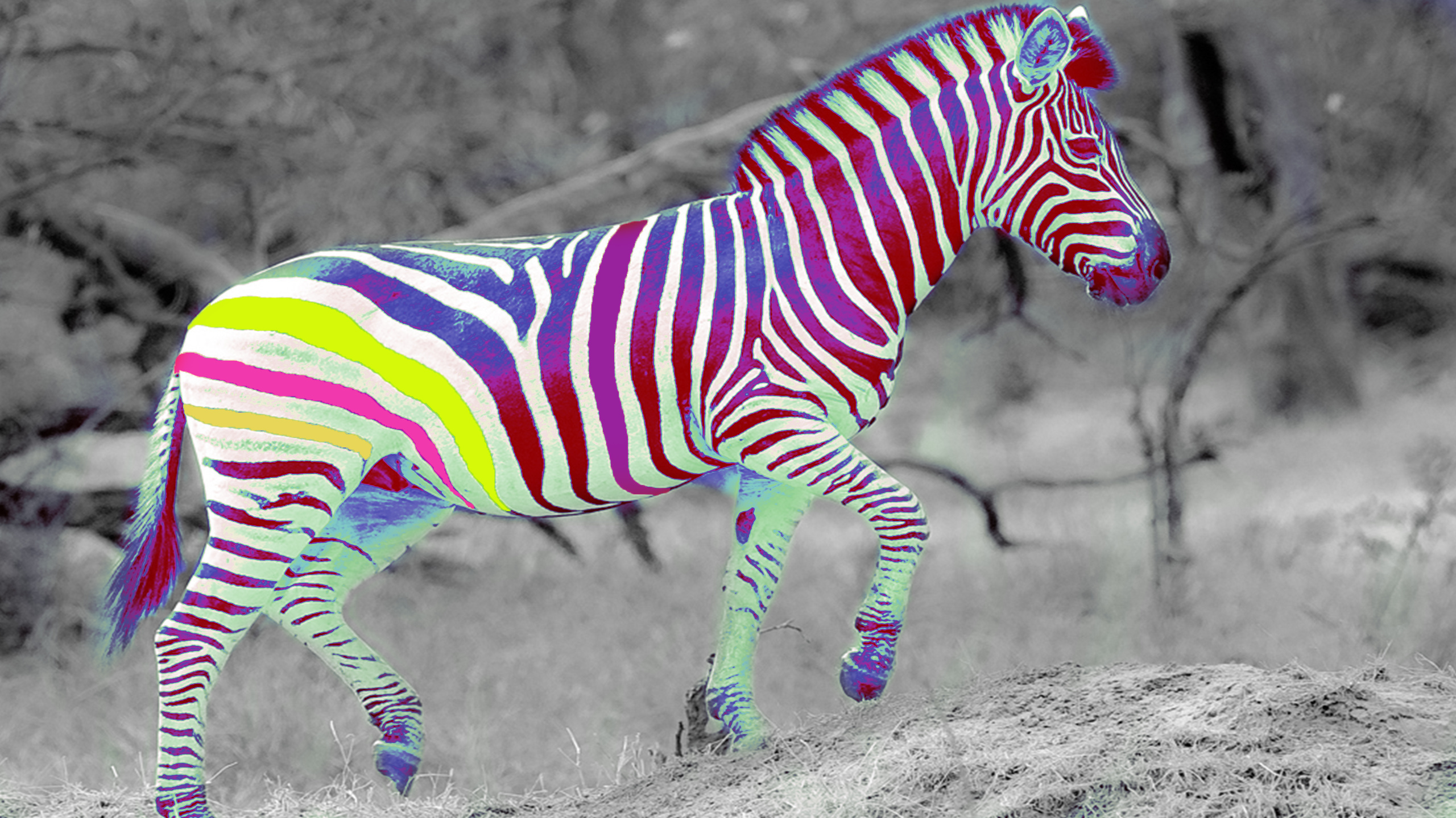 Zebra É Branca Ou Preta , HD Wallpaper & Backgrounds