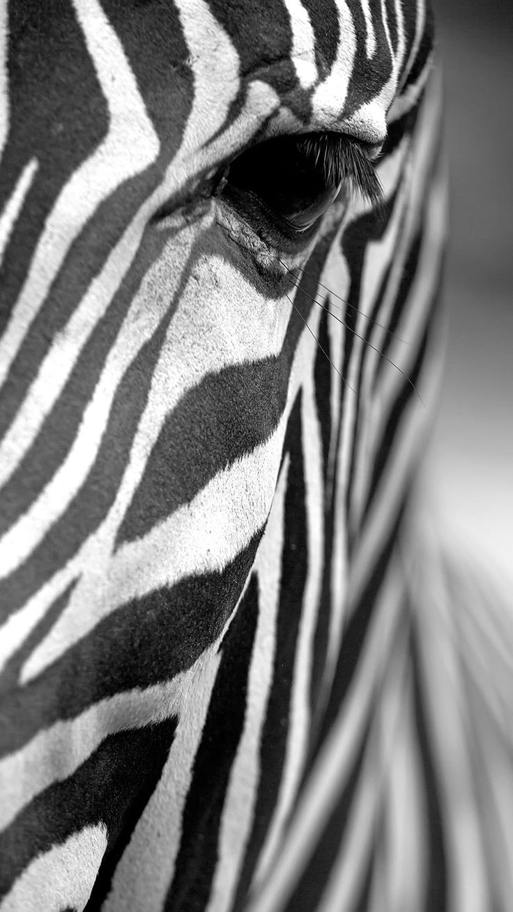Zebra Iphone Wallpapers - Monochrome White Color Palette , HD Wallpaper & Backgrounds
