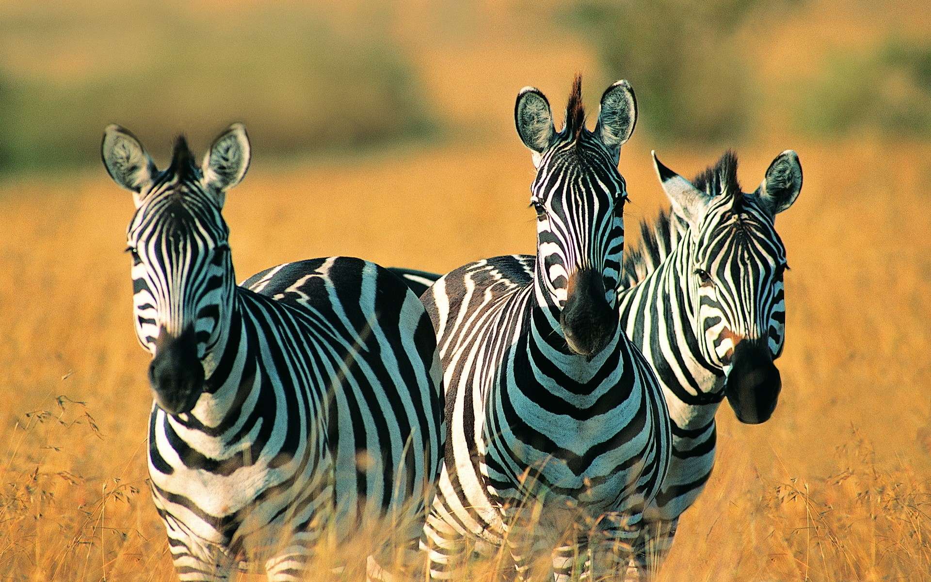 Tanzania Safari , HD Wallpaper & Backgrounds